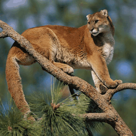 Puma