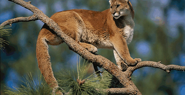 Puma