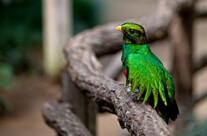 Quetzal