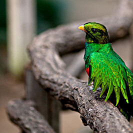 Quetzal