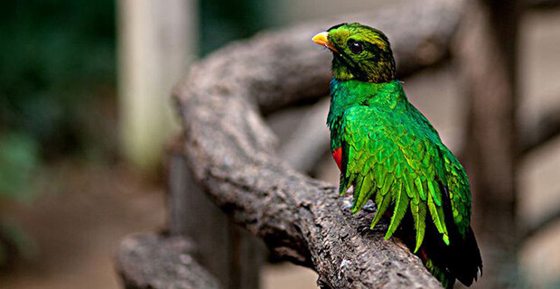 Quetzal