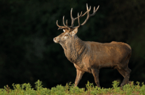 Red Deer