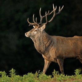 Red Deer