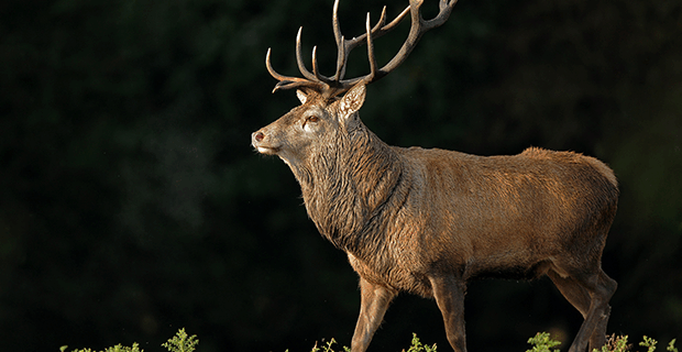 Red Deer