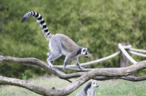 Ring Tailed Lemur