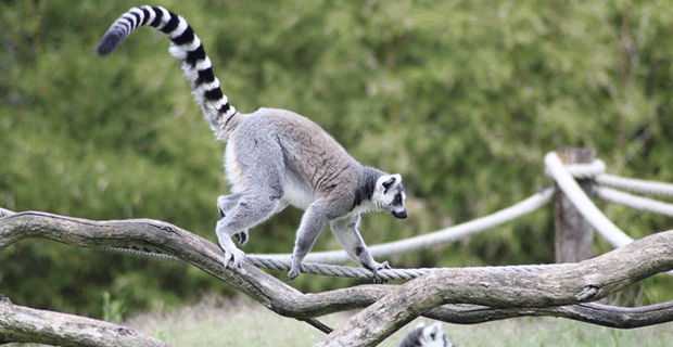 Ring Tailed Lemur
