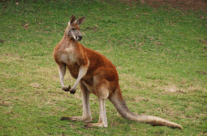Red Kangaroo