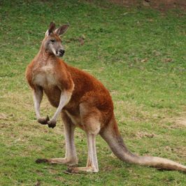 Red Kangaroo
