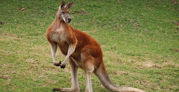 Red Kangaroo