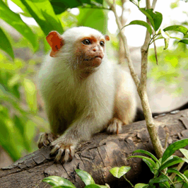 Silvery Marmoset