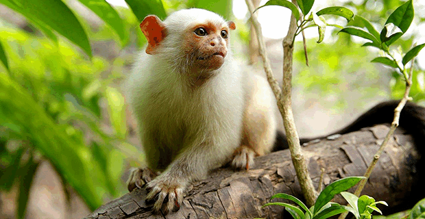 Silvery Marmoset