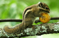 Swinhoe’s Striped Squirrel