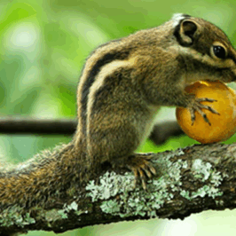 Swinhoe’s Striped Squirrel