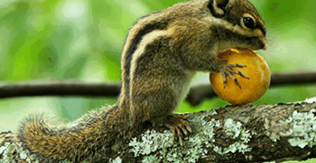 Swinhoe’s Striped Squirrel