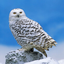 Snowy Owl