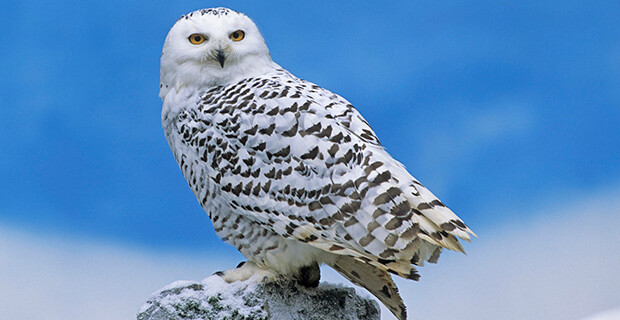 Snowy Owl