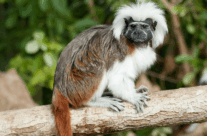 Tamarin