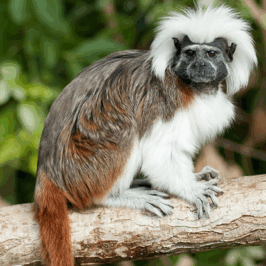 Tamarin