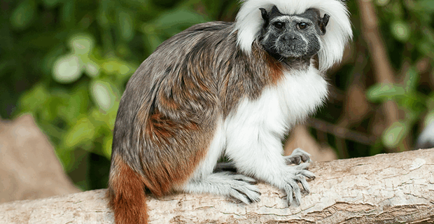 Tamarin