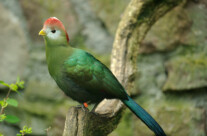 Touraco