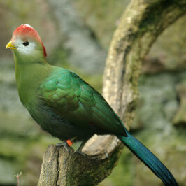 Knysna Turaco