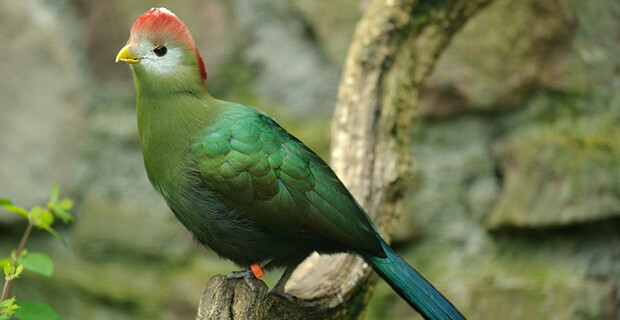 Knysna Turaco