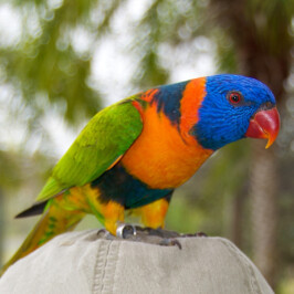 Red Collared Lorikeet