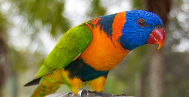 Red Collared Lorikeet