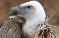 Vulture