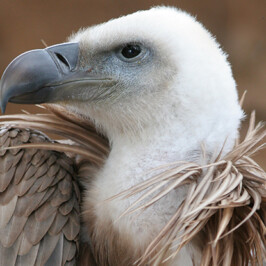 Vulture