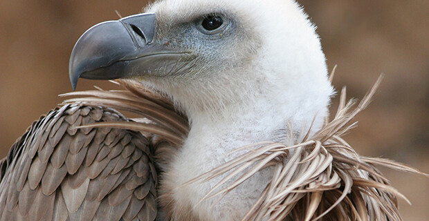Vulture