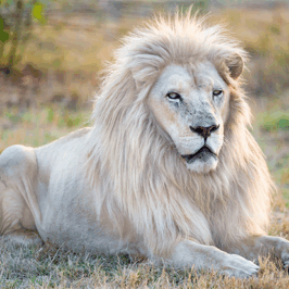 White Lion