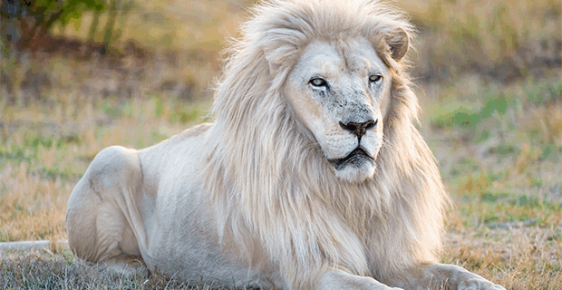 White Lion