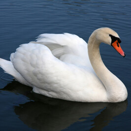 White Swan