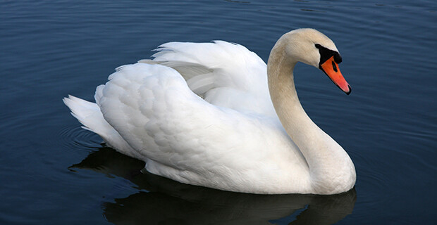 White Swan