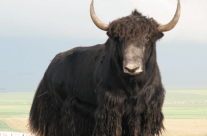 Yak