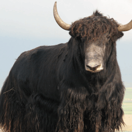 Yak