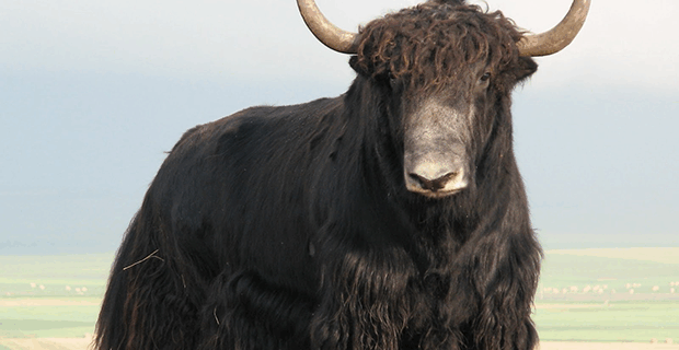 Yak