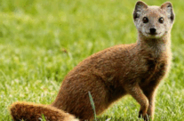 Yellow Mongoose