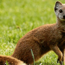 Yellow Mongoose