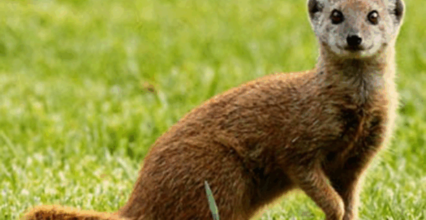 Yellow Mongoose