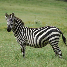 Zebra