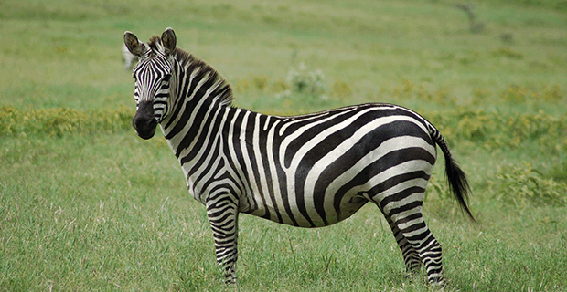 Zebra