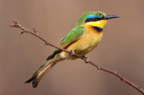 Bee Eater