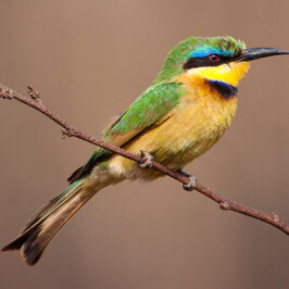 Bee Eater