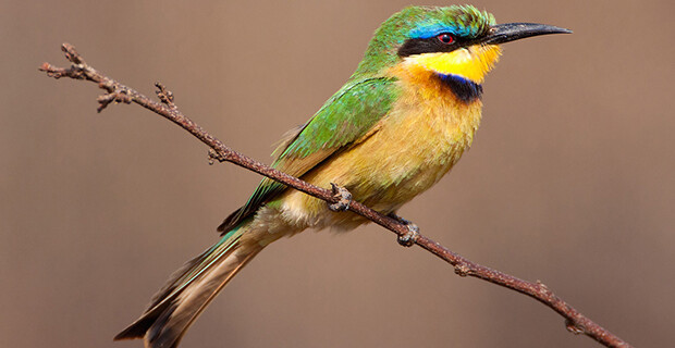 Bee Eater