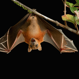 Madagascar Flying Fox
