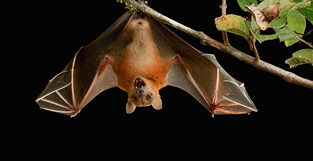 Madagascar Flying Fox