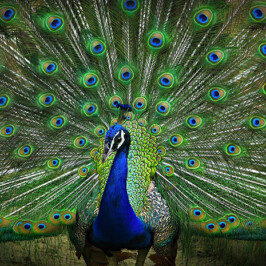 Peacock