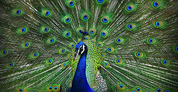 Peacock